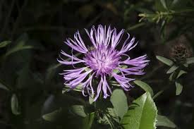 Image result for Centaurea nigra