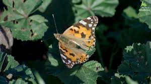 Attēlu rezultāti vaicājumam “Vanessa cardui upperside”