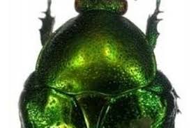 Attēlu rezultāti vaicājumam “Cetonia aurata imago”