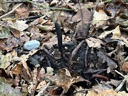 Attēlu rezultāti vaicājumam “Xylaria longipes”