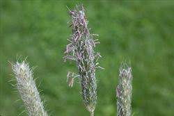 Attēlu rezultāti vaicājumam “Alopecurus pratensis flower”