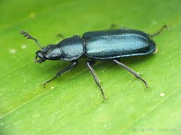 Attēlu rezultāti vaicājumam “Platycerus caraboides”