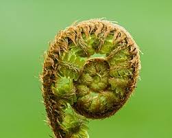 Attēlu rezultāti vaicājumam “Dryopteris”