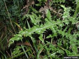 Attēlu rezultāti vaicājumam “Cirsium arvense leaf”