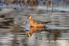 Attēlu rezultāti vaicājumam “Phalaropus fulicarius adult”