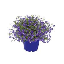 Image result for Männertreu