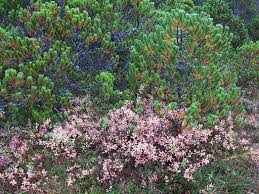 Attēlu rezultāti vaicājumam “Vaccinium uliginosum flower”