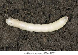 Attēlu rezultāti vaicājumam “Tipulidae larva”