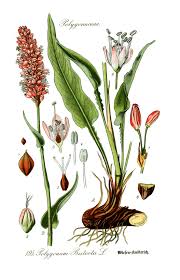 Attēlu rezultāti vaicājumam “Bistorta major”