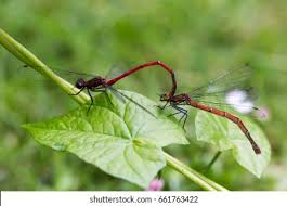 Attēlu rezultāti vaicājumam “Pyrrhosoma nymphula”