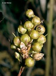 Attēlu rezultāti vaicājumam “Lysimachia thyrsiflora”