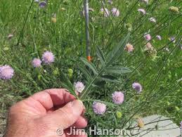 Attēlu rezultāti vaicājumam “Knautia arvensis leaf”