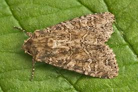 Attēlu rezultāti vaicājumam “Apamea remissa”