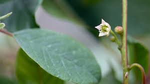 Attēlu rezultāti vaicājumam “Frangula alnus flower”