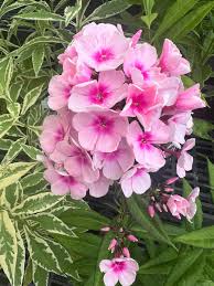 Image result for Phlox paniculata `Bright Eyes`