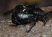 Attēlu rezultāti vaicājumam “Gnorimus variabilis”