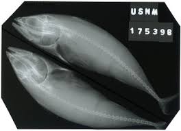 Image result for Euthynnus affinis