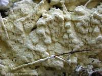 Attēlu rezultāti vaicājumam “Antrodia xantha”