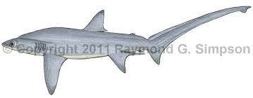 Image result for Alopias superciliosus