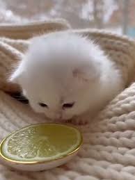 Image result for limecat