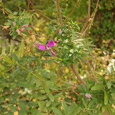Attēlu rezultāti vaicājumam “Polygala amarella leaf”