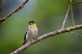 Attēlu rezultāti vaicājumam “Badhamia versicolor”