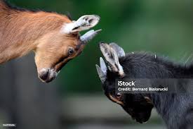 Attēlu rezultāti vaicājumam “Capra juvenile”