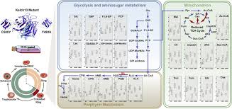 Attēlu rezultāti vaicājumam “Dianema depressum plasmodium”