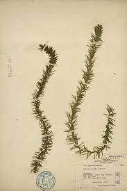 「水蘊草」的圖片搜尋結果