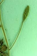 Attēlu rezultāti vaicājumam “Draba nemorosa”