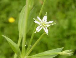 Attēlu rezultāti vaicājumam “Stellaria uliginosa”