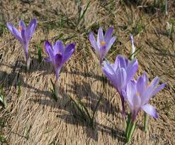 Attēlu rezultāti vaicājumam “Crocus vernus subsp. vernus”