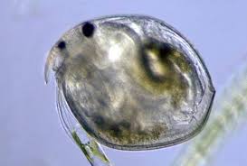 Attēlu rezultāti vaicājumam “Plagiothecium latebricola macro”