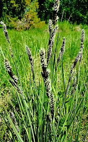 Attēlu rezultāti vaicājumam “Carex hartmanii”