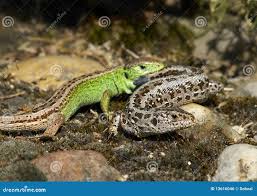 Attēlu rezultāti vaicājumam “Lacerta agilis female”