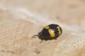 Attēlu rezultāti vaicājumam “Diaperis boleti”