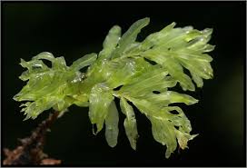 Attēlu rezultāti vaicājumam “Plagiomnium undulatum sporophyte”