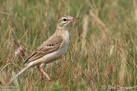 Image result for Anthus campestris