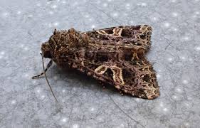 Attēlu rezultāti vaicājumam “Hadena rivularis”