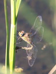 Attēlu rezultāti vaicājumam “Aeshna mixta male”