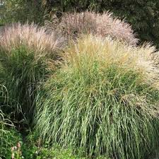 Image result for Miscanthus sinensis Zebrina