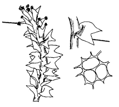 Attēlu rezultāti vaicājumam “Lophozia laxa”