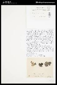 Attēlu rezultāti vaicājumam “Arthonia leucopellaea”