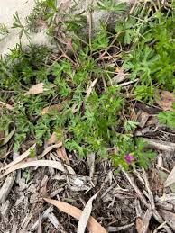 Attēlu rezultāti vaicājumam “Geranium dissectum leaf”