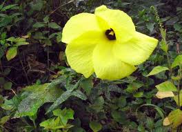 Image result for Abelmoschus moschatus