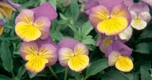 Attēlu rezultāti vaicājumam “Viola x williamsii flower”