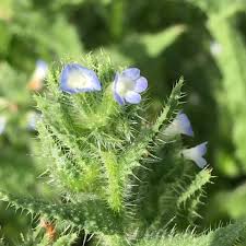 Attēlu rezultāti vaicājumam “Anchusa arvensis flower”