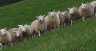 Image result for sheeple