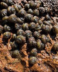 Attēlu rezultāti vaicājumam “Trichoptera egg mass”