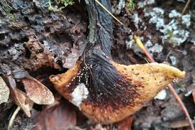 Attēlu rezultāti vaicājumam “Physarum psittacinum”